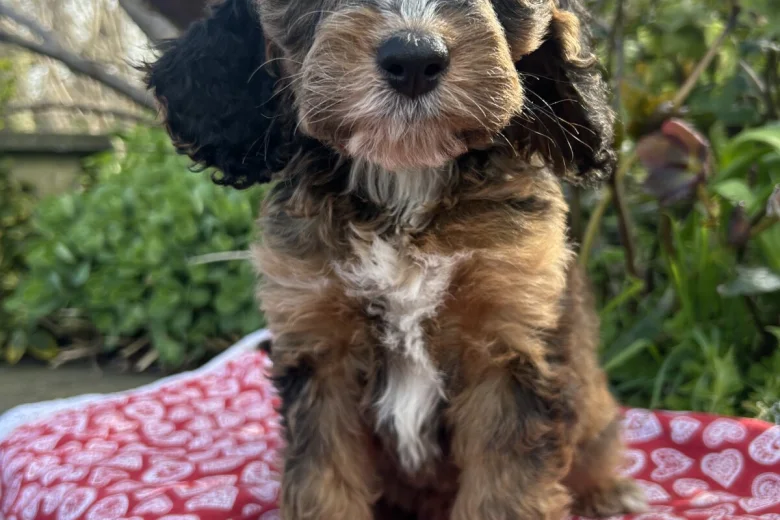 Cockapoo