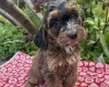 Cockapoo