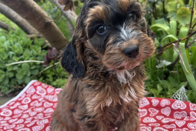 Cockapoo