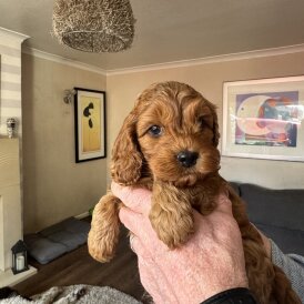 Cockapoo
