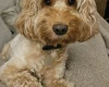 Cockapoo