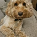 Cockapoo