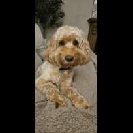 Cockapoo