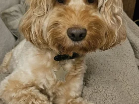 Cockapoo
