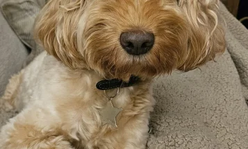 Cockapoo