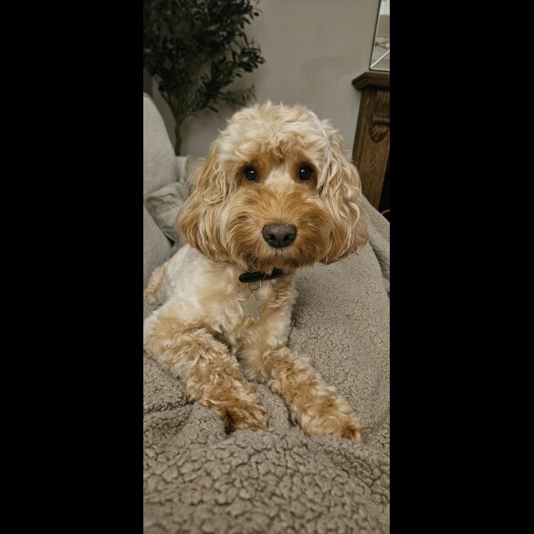 Cockapoo