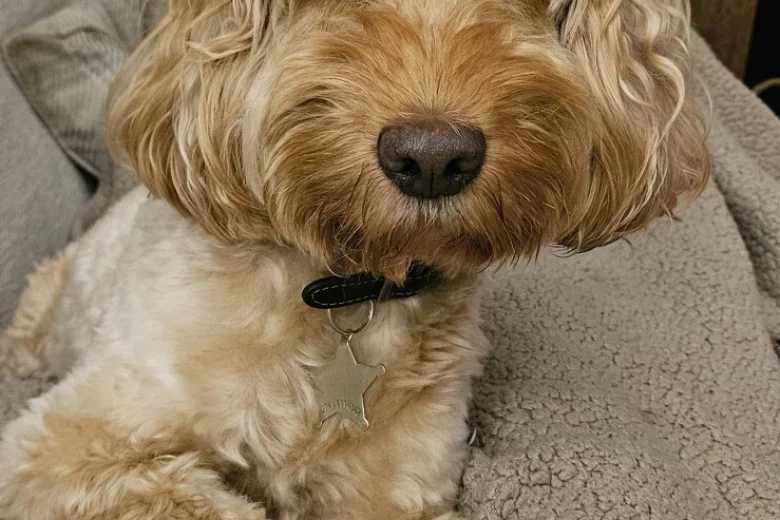Cockapoo