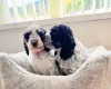 Cockapoo