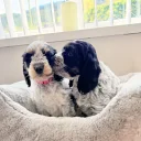 Cockapoo