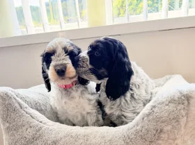 Cockapoo