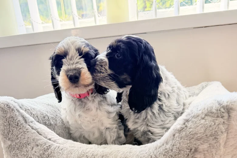 Cockapoo