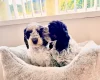 Cockapoo