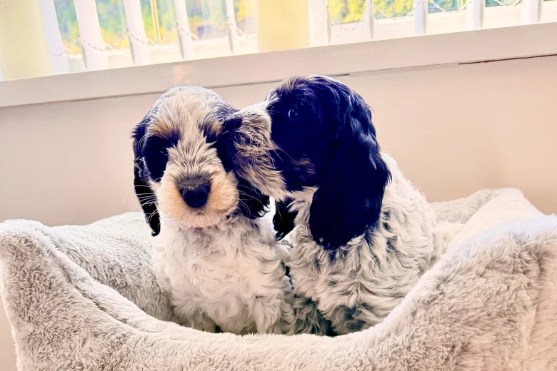 Cockapoo