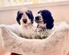 Cockapoo
