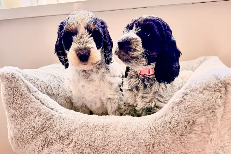 Cockapoo