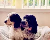 Cockapoo