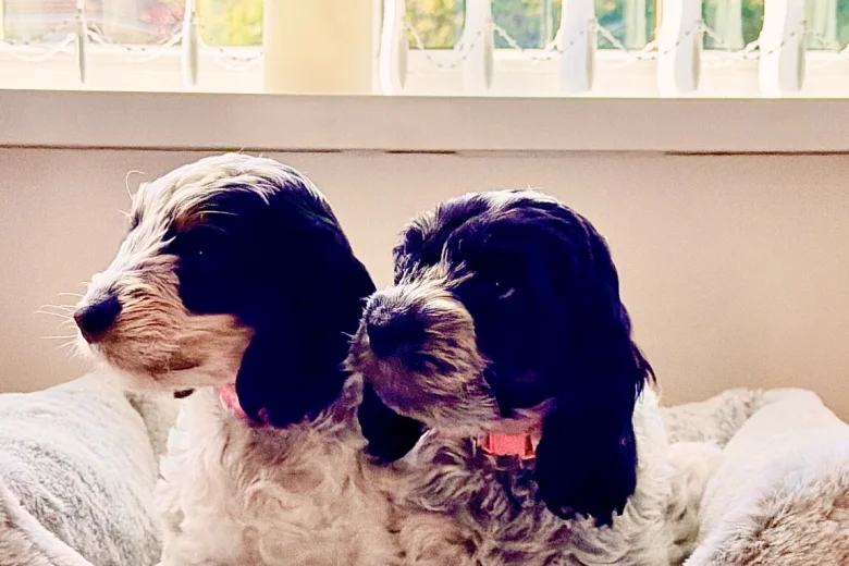 Cockapoo