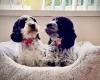 Cockapoo