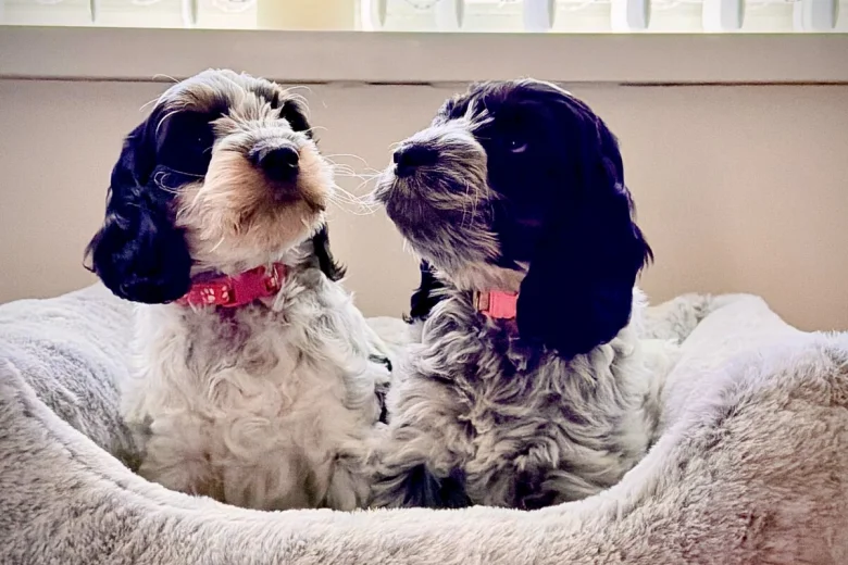 Cockapoo