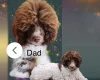 Cockapoo