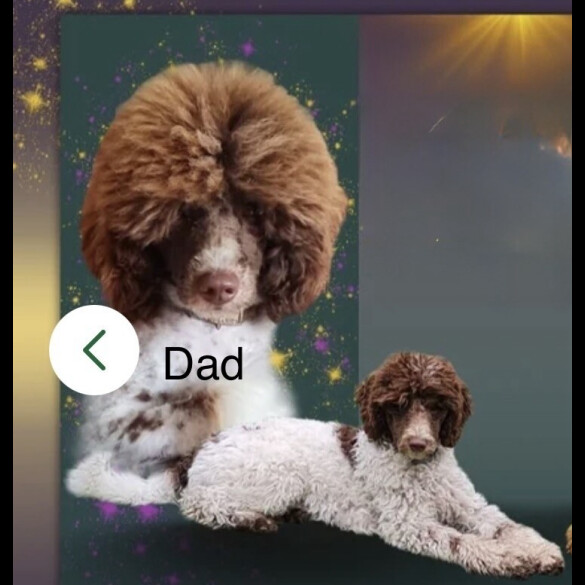 Cockapoo