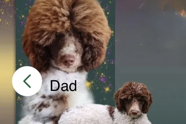 Cockapoo