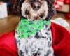 Cockapoo