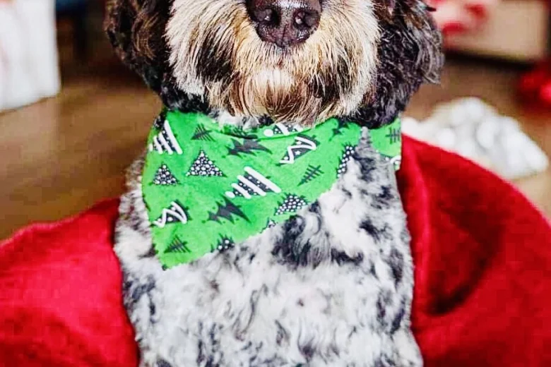 Cockapoo