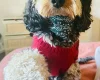 Cockapoo