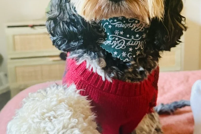Cockapoo