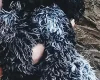 Cockapoo