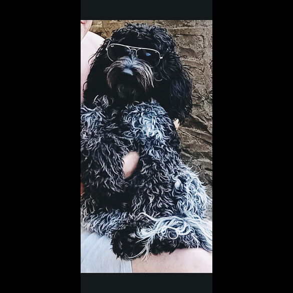 Cockapoo