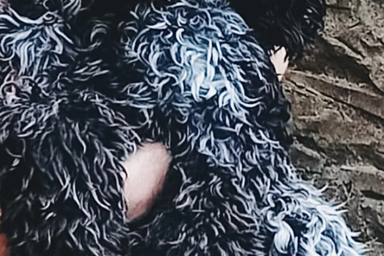Cockapoo
