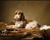 Cockapoo