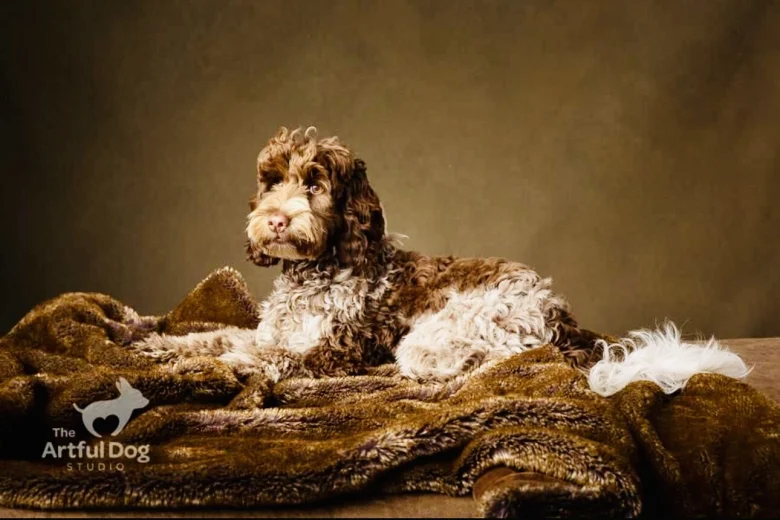 Cockapoo