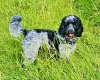 Cockapoo