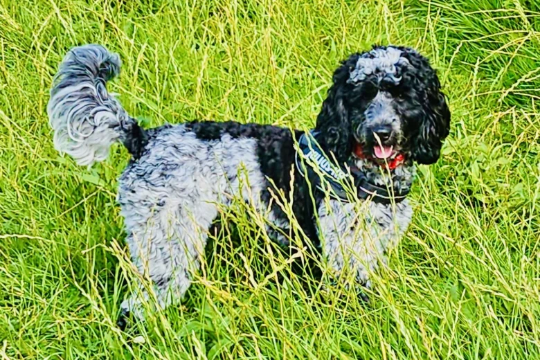 Cockapoo