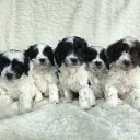 Cockapoo
