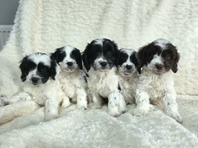 Cockapoo