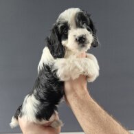 Cockapoo