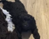 Cockapoo