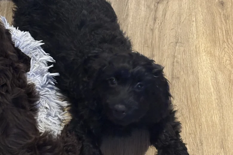 Cockapoo