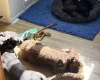 Cockapoo