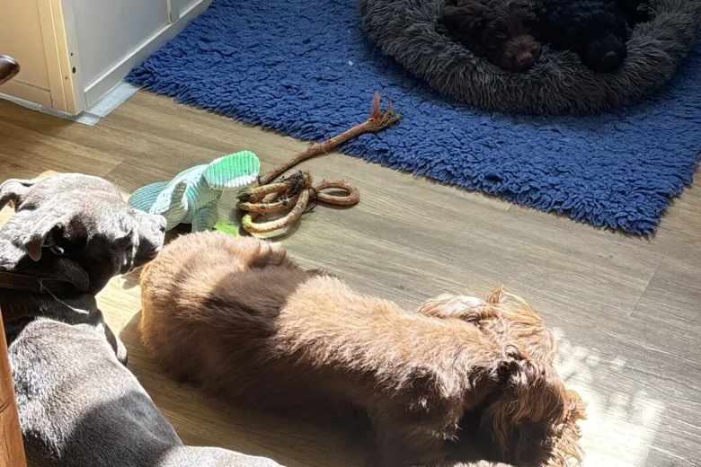 Cockapoo