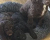 Cockapoo