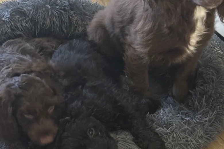 Cockapoo