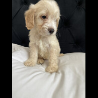 Cockapoo