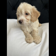 Cockapoo