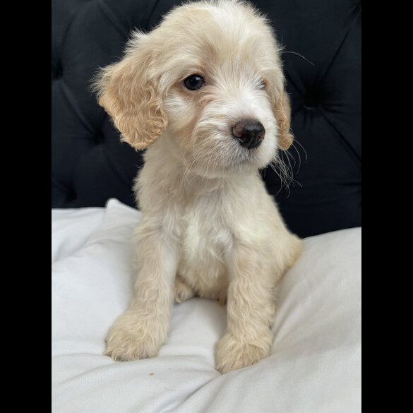 Cockapoo
