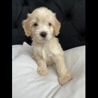 Cockapoo